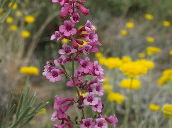 Pink blooms of a Parry's Penstemon growing in the desert with yellow flowers in the background.
